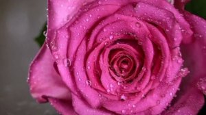 Roza Zergerli istedim  минусовка #2024