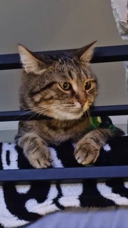 Кот Лёлик думает.