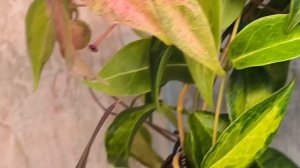 Хойи, фитильный полив, грунт 13.94.2025.