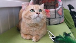 Only Russo Enrico ❤️❤️❤️.mp4