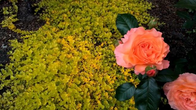 Подмосковье: цветение роз Dinky, Heavenly Pink, Pomponella, Roter Korsar, Bel смотреть онлайн