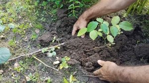 Размножение роз отводками Результат укоренения