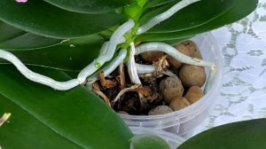 Цветение орхидей. Детки Фаленопсиса. Каттлея  Sagarik  Wax