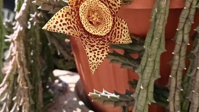 Суккулент Орбея пёстрая.Orbea variegata. смотреть онлайн