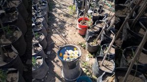 штамбовая роза