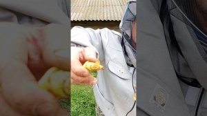 Вывод маток.mp4