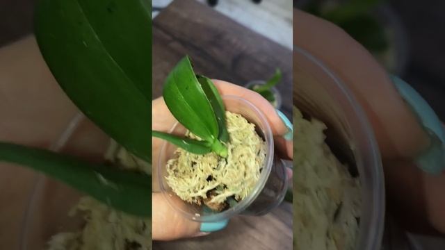 Це справжні 1,7, а не фласка❣️😅 Посилка від @ludmyla_orchids ? смотреть онлайн