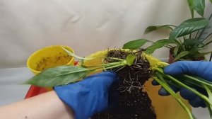 Спатифиллум: как отделить детку