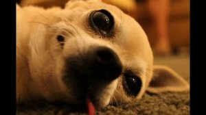 Ты такая по приколу - Самедли