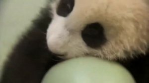 ПАНДА Я ЖАДИНА | СМЕШНОЕ ВИДЕО БАМБУК, ЖАДИНА, МЯЧ.