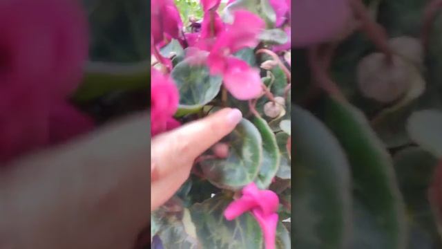 🌱1000 - 500 долларов с одного комнатного растения -расчет
