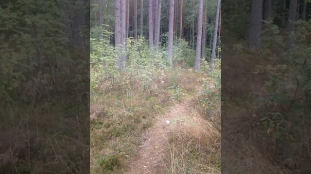 Джанго