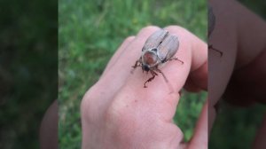 Майский жук.