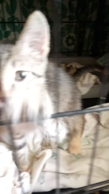 Котенку одиноко. Но теперь страх перед кошками прошёл. Не шипит и не лезет лапкой драться  .
