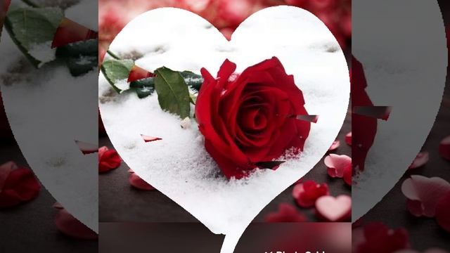 ЗАСНЕЖЕННЫЕ РОЗЫ 🌹 🌹 🌹 **ВЛАДИМИР ЖУРАВЕЛЬ И АРКАДИ? смотреть онлайн