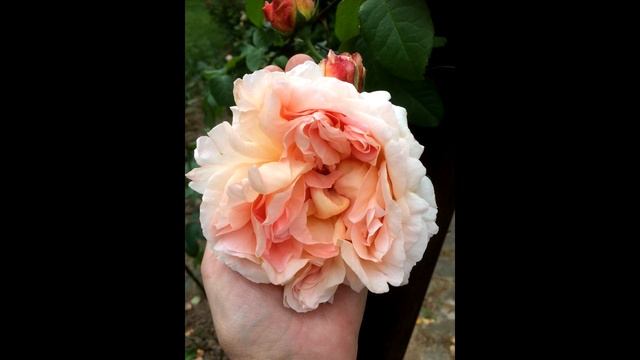 Какие розы я покупаю. смотреть онлайн