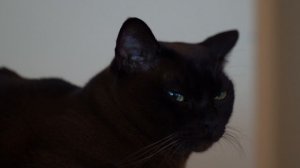 Самые лучшие и красивые кошки!