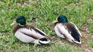 Весенние зарисовки