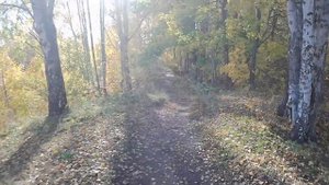 Осенняя поездка на электросамокате Midway Amix Pro