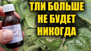 🌿 ТЛЯ БЕЖИТ КАК ОТ ОГНЯ! Это средство УНИЧТОЖИТ её на 100%! (Без химии!)