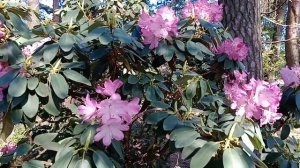 Беларусь. Минск. Ботанический сад.