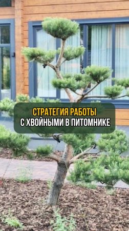 Стратегия работы с хвойными в питомнике