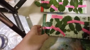 Как укоренить рождественник и пасхальник? Три способа