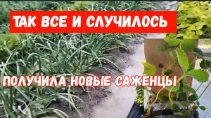 #24🌷19 мая Так все и случилось/Кабачковые оладьи/Получила новые саженцы