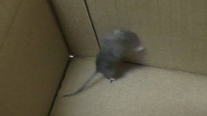 Мышку посадил в коробку