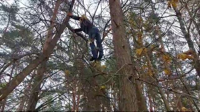 Спил макушки клена ручной пилой.