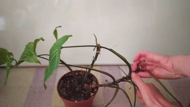 СИНГОНИУМ вырастет ПЫШНЫМ кустом,  если сделать ТАК смотреть онлайн