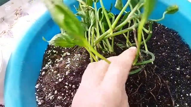 Повседневные заботы  Эпипремнум Годзилла и Филоден?