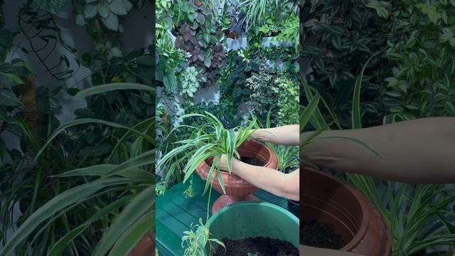 Композиция из Хлорофитума