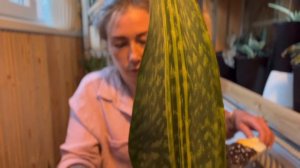 Посадка масонианы - болталка 🪴 #сансы #sansevieria #сансеви?