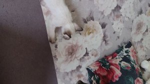 Все кошки стремятся залезть куда-нибудь повыше