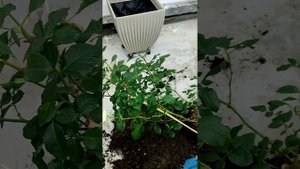 Пересаживаю розу из грунта в горшок
