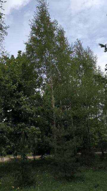 На районе деревья