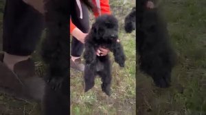 #щенки #милыещеночки #тойпудель