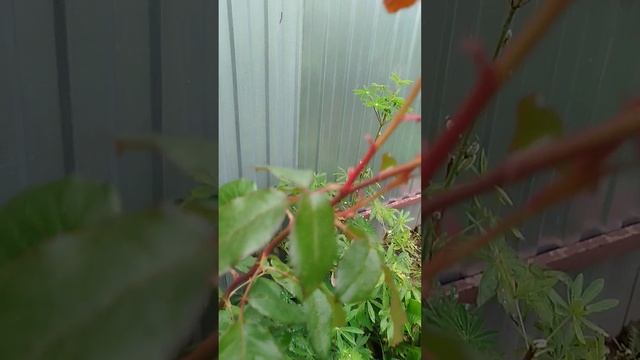 обрезка розы после цветения смотреть онлайн