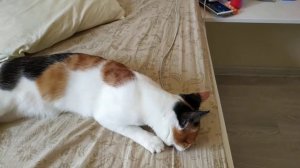 Кошачий переводчик!