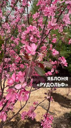 Яблоня "Рудольф" #ландшафт #ландшафтныйдизайн #сад #благоустройство #яблоня #загороднаяжизнь