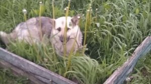 Красивый цветок!!!