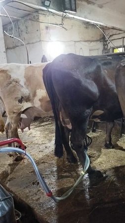 Дойка коровы в современном мире....🐄