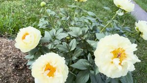 Цветение пионов 2024