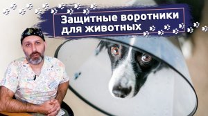 Защитные воротники для животных: какой лучше выбрать