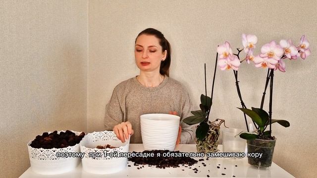 Пересадка голландского фаленопсиса смотреть онлайн