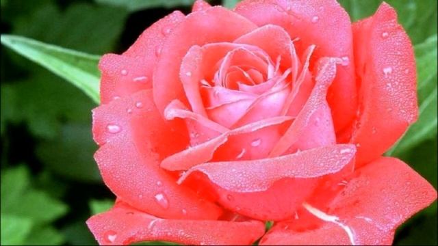 Сергей Грищук БЕЛАЯ РОЗА смотреть онлайн