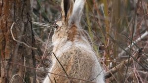 трапеза ушастого