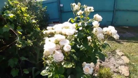 Чайно - гибридная роза Мадам Анизетт (Madame Anisette)