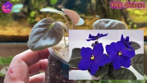 25 САМЫХ НЕПРИХОТЛИВЫХ сортов фиалок! Справится даже н?